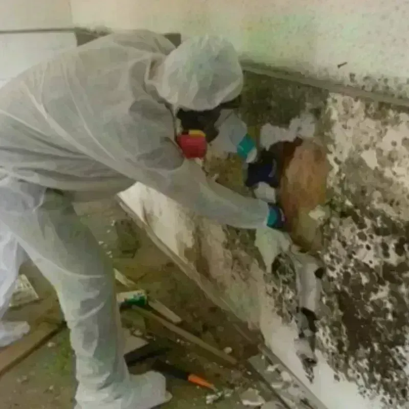 Mold Remediation and Removal in Norton, KS